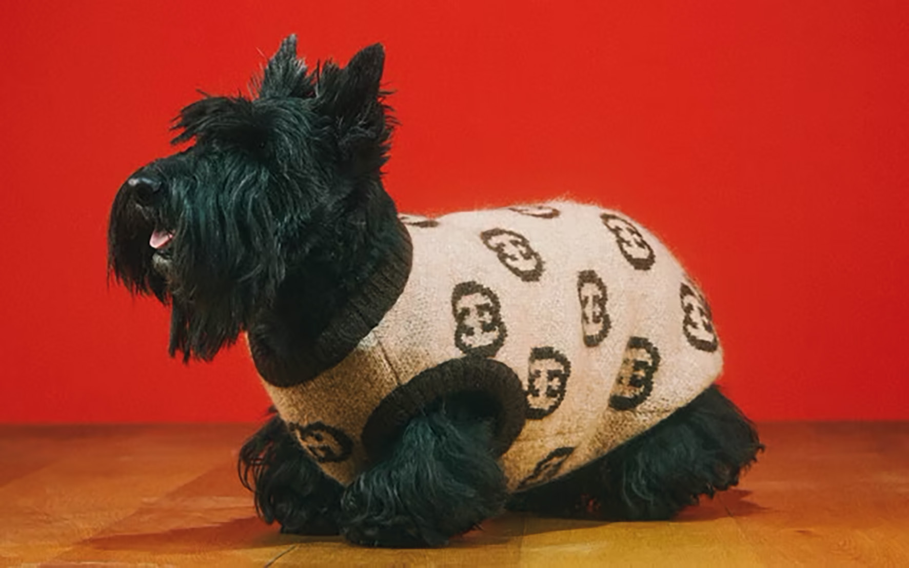 For Four-Pawed Fashion Lovers - Detail