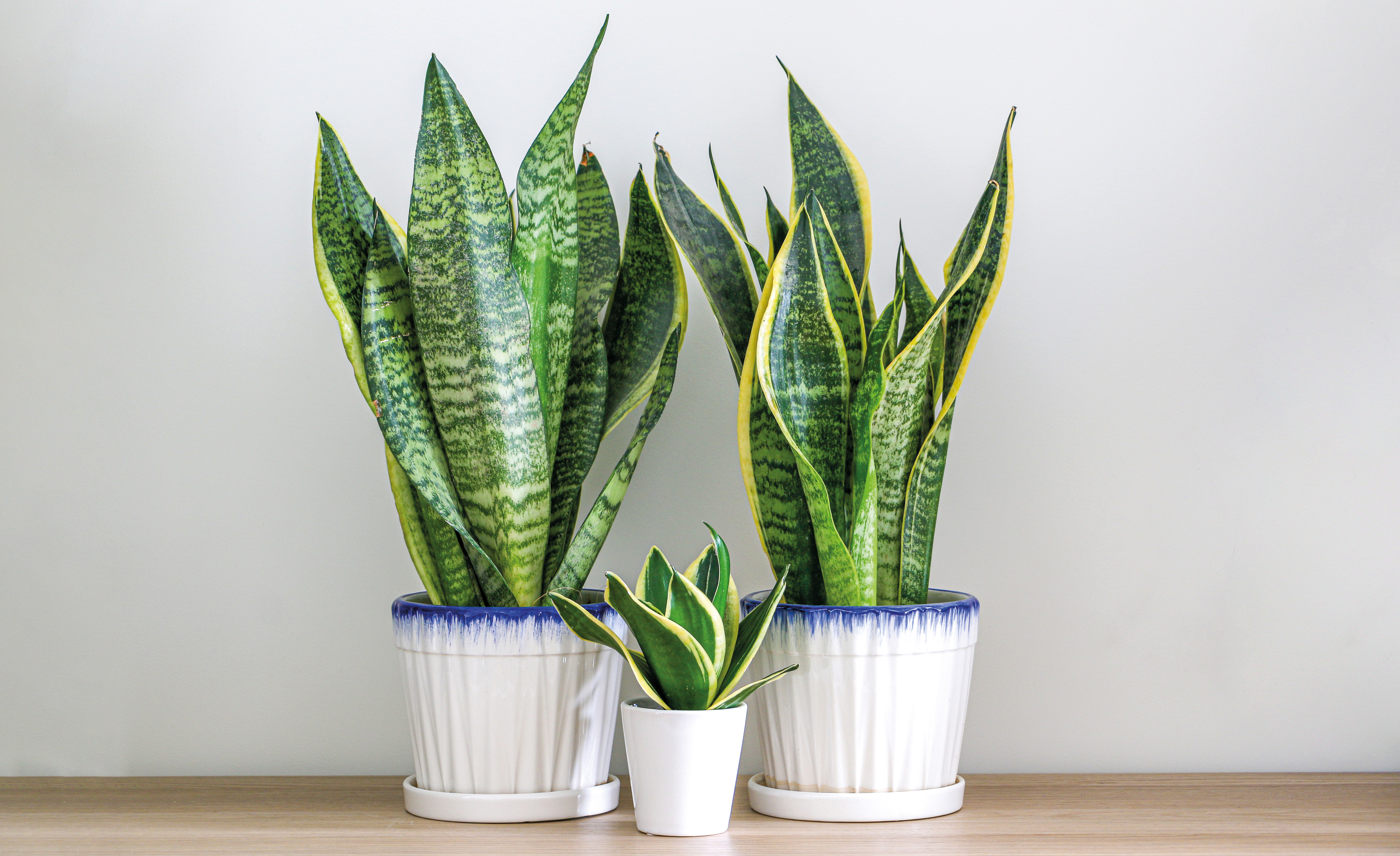 Green Thumbs Unite! - Detail