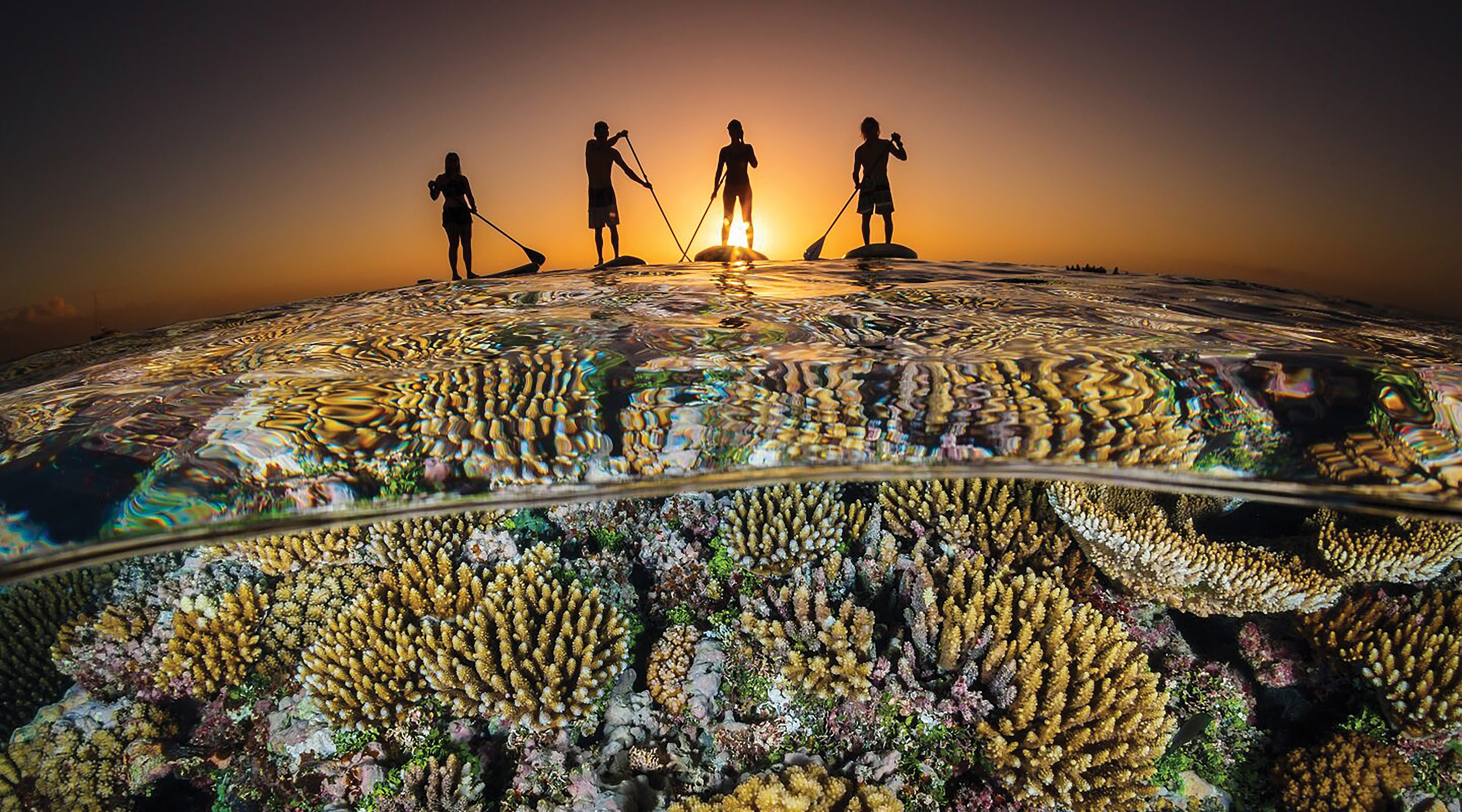 Coral Care - Detail