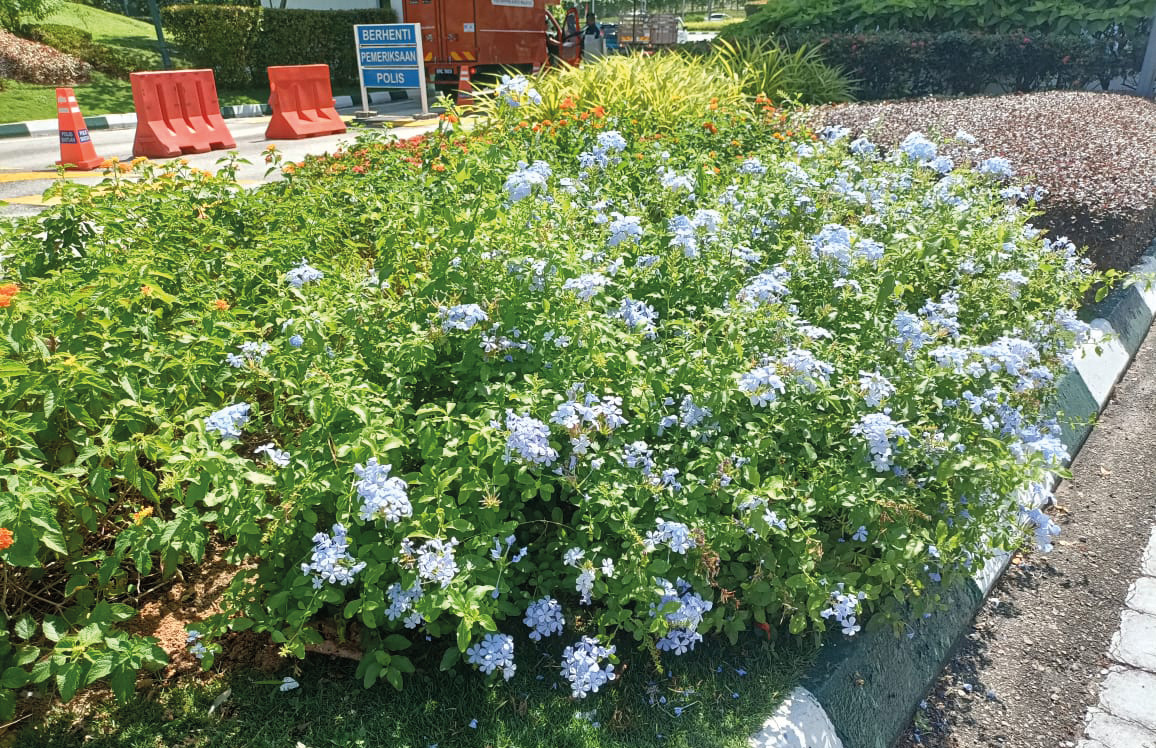 Blooming Beauties - Detail