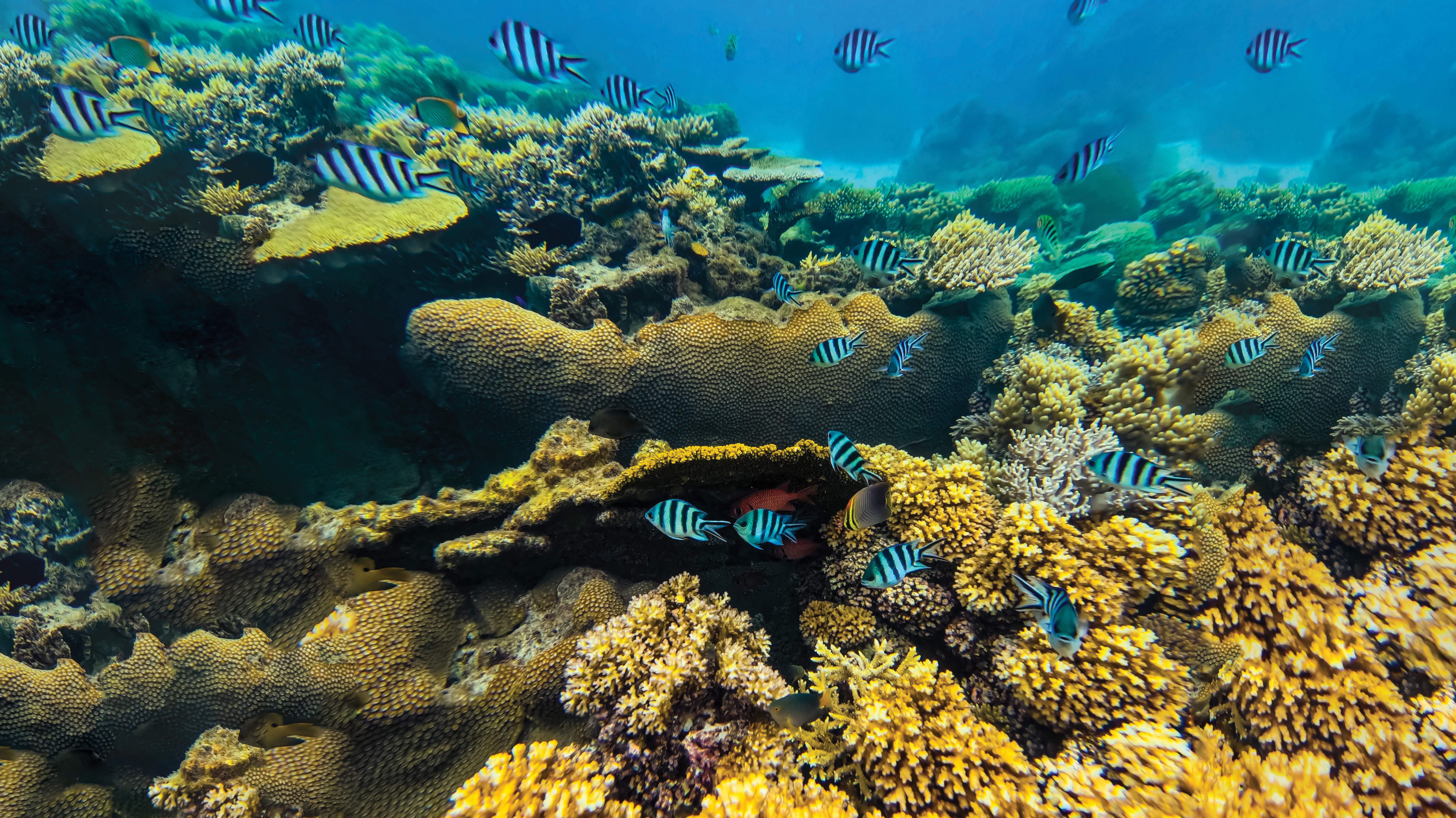 Coral Care - Detail