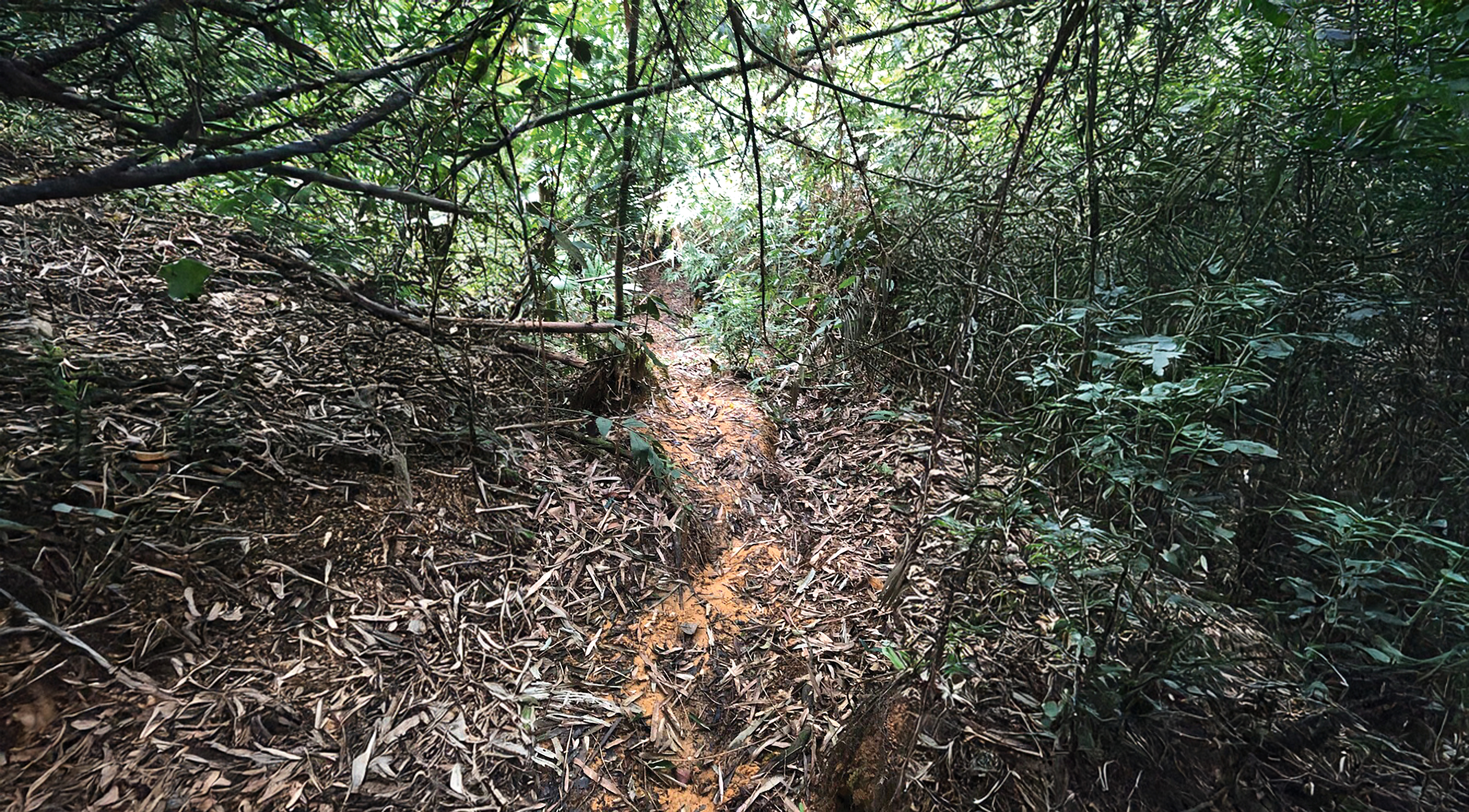 Trails Of Tranquility - Detail