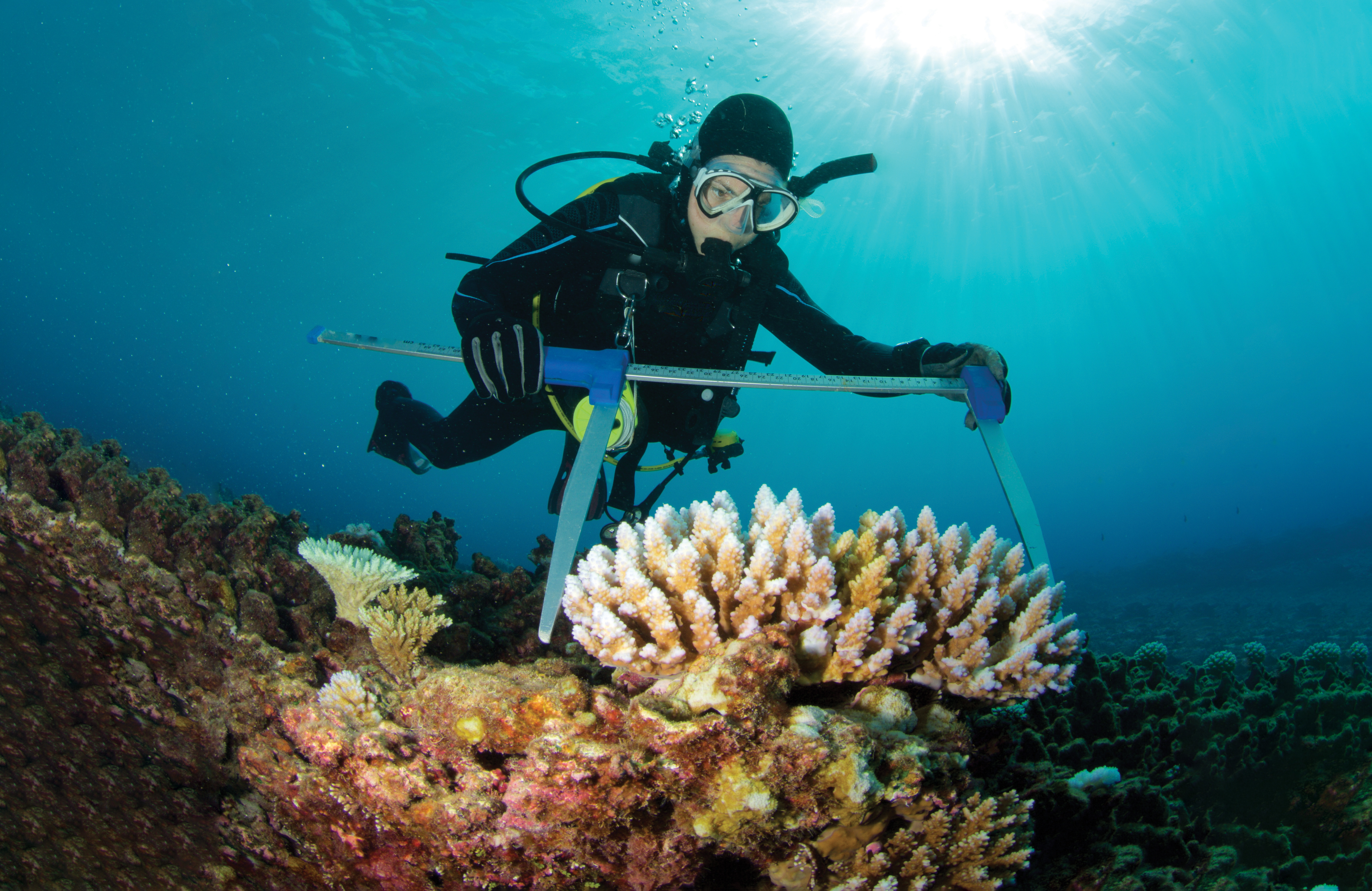 Coral Care - Detail