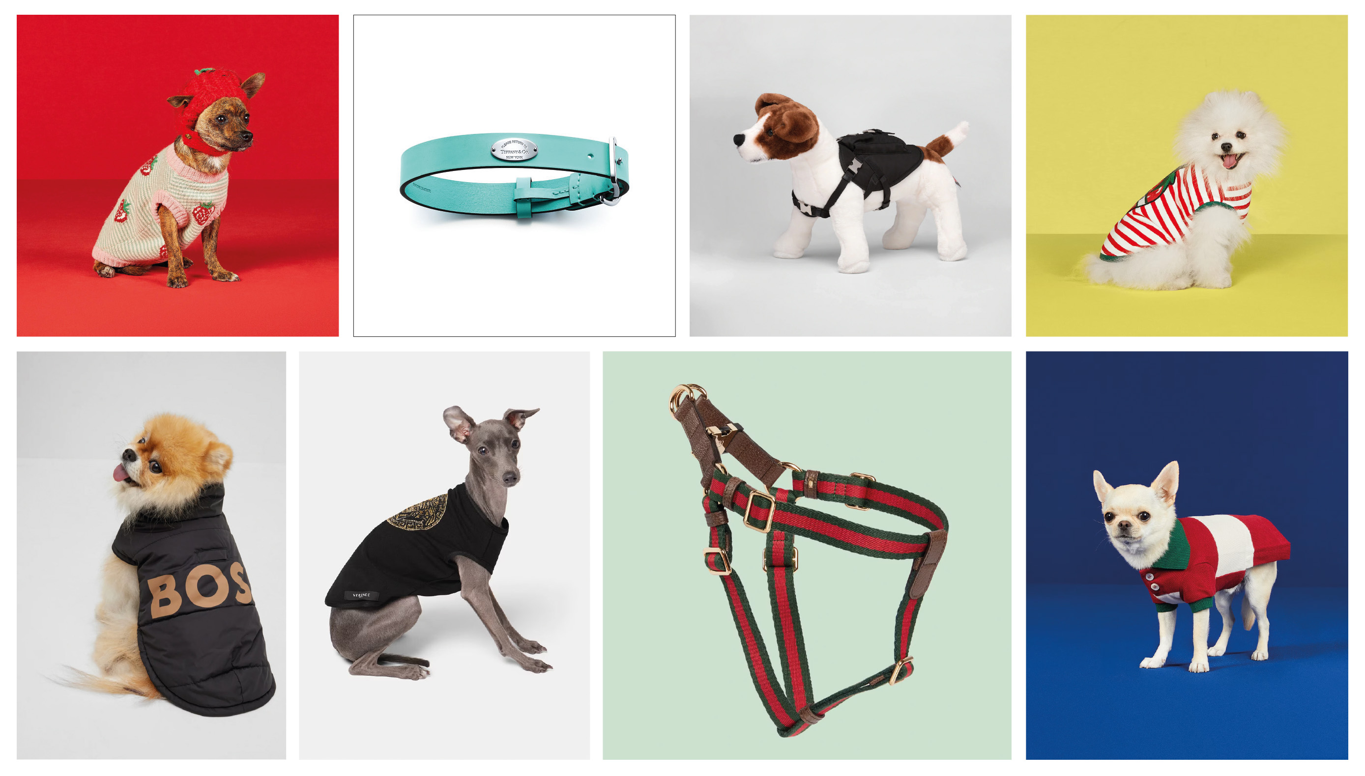 For Four-Pawed Fashion Lovers - Detail